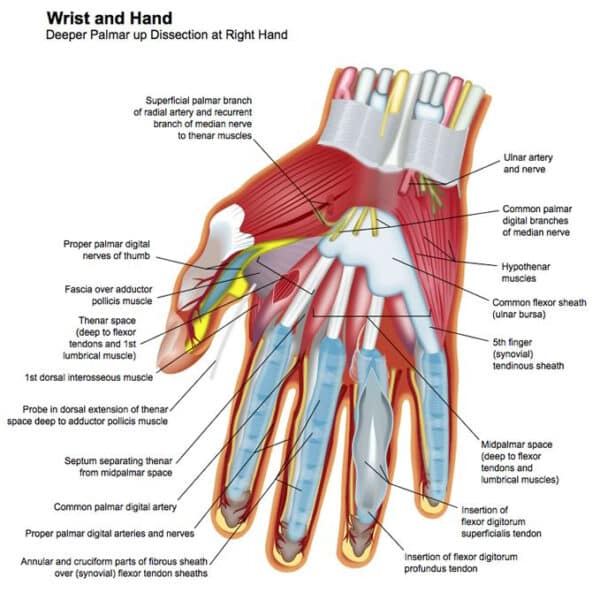 Hand & Upper Extremity - Children's Orthopaedic and Scoliosis Surgery ...